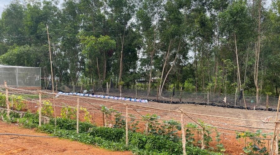 Mô hình vườn ao chuồng VAC giúp nhà nông làm giàu bền vững