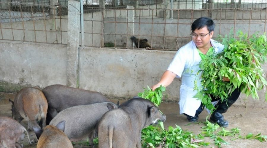 thuốc nam cho lợn